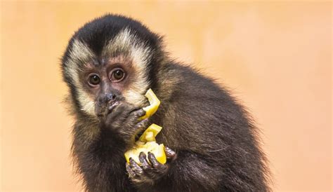 Monkeying Around with Illusions: Unlocking the Mysteries of Primate Reactions